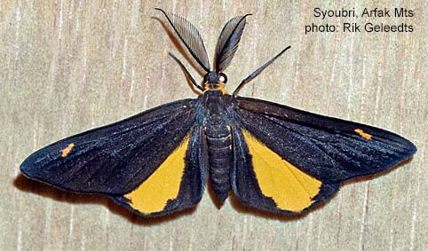 Rik Rok Insect Papua Insects Foundation (Lepidoptera/Geometridae(Ennominae)/Ctimene ...